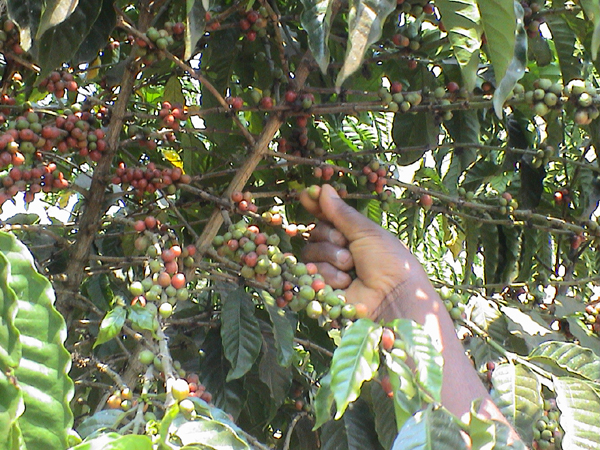 kaffeekirschen-klein